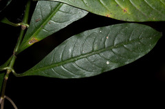Chassalia parvifolia