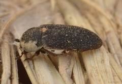 Dermestes frischii