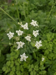 Anthriscus sylvestris