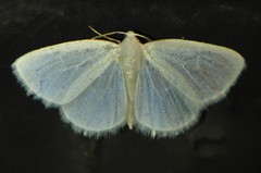 Lomographa vestaliata