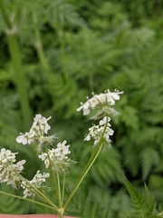 Anthriscus sylvestris
