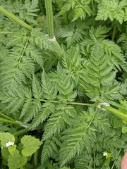 Anthriscus sylvestris