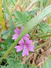 Malva sylvestris