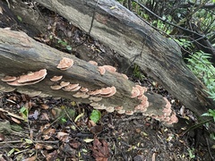 Trametes modesta