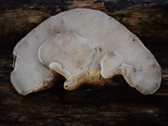 Trametes modesta