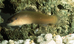 Bandtail Dottyback photo 3