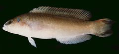 Bandtail Dottyback photo 4