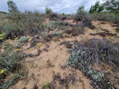 Centella tridentata hermanniifolia