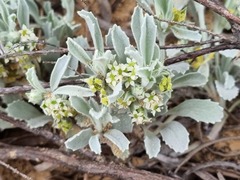 Centella tridentata hermanniifolia
