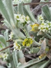 Centella tridentata hermanniifolia