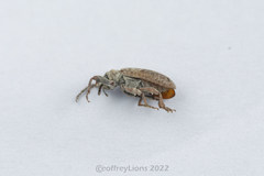 Coccotorus beijingensis