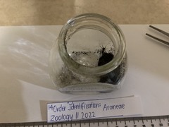 Araneae