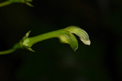 Burmeistera crebra