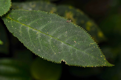 Burmeistera crebra