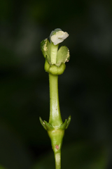 Burmeistera crebra