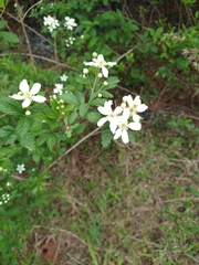 Rubus argutus