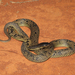 Spotted Mulga Snake - Photo (c) r_o_b27, some rights reserved (CC BY-NC), uploaded by r_o_b27