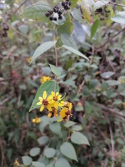 Hymenostephium cordatum