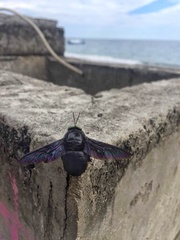Xylocopa perforator
