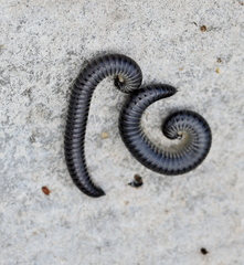 Rossiulus kessleri