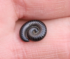 Rossiulus kessleri