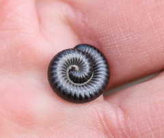 Rossiulus kessleri