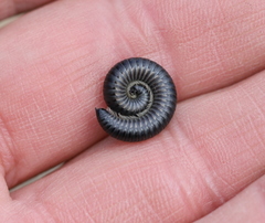 Rossiulus kessleri