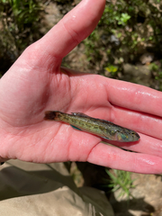 Etheostoma inscriptum