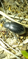 Eleodes fusiformis