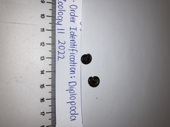Ommatoiulus moreleti