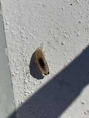 Cymothoida