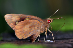 Erionota torus
