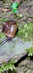 Cyclophorus moellendorffi