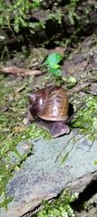 Cyclophorus moellendorffi