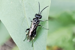 Macrophya albicincta