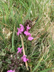 Pedicularis sylvatica