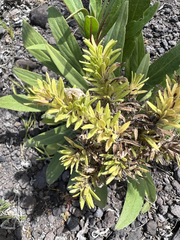 Echium giganteum