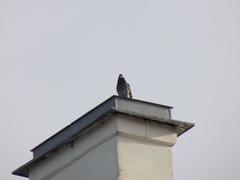 Columba livia domestica