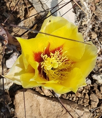 Opuntia azurea