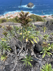 Echium giganteum