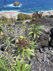 Echium giganteum