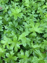 Hydrastis canadensis