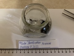 Araneae