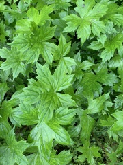 Hydrastis canadensis