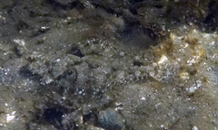 Citharichthys stigmaeus