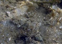 Citharichthys stigmaeus