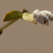 Asphondylia pila - Photo (c) Steve Jones, algunos derechos reservados (CC BY-NC), uploaded by Steve Jones