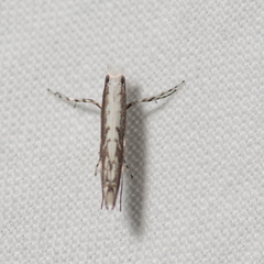 Epicephala acrobaphes