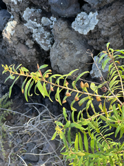 Hypericum canariense