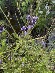 Lavandula canariensis